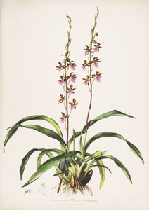 Ilustracja Rhynchostele bictoniensis (jako syn. Cyrtochilum bictoniense)
